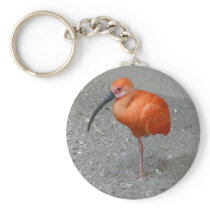 scarlet ibis keychain