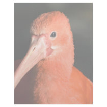 Scarlet Ibis • Letterhead by SabineSt Scarlet Ibis • Letterhead