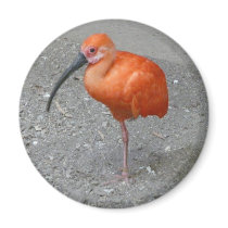 scarlet ibis magnets
