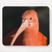 Scarlet Ibis Mousepad by SabineSt Scarlet Ibis Mousepad
