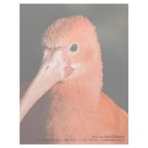 Scarlet Ibis • Personalized Letterhead by SabineSt Scarlet Ibis • Personalized Letterhead