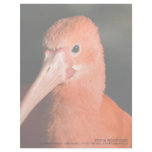 Scarlet Ibis • Personalized Letterhead
