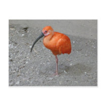 scarlet ibis postcard