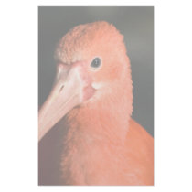 Scarlet Ibis • Stationery by SabineSt Scarlet Ibis • Stationery