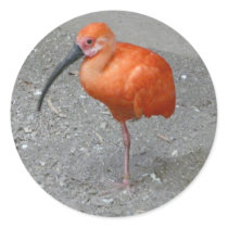 scarlet ibis round sticker