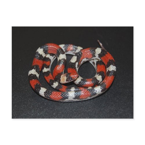 Scarlet King Snake postcard