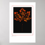 Scarlet leaf poster