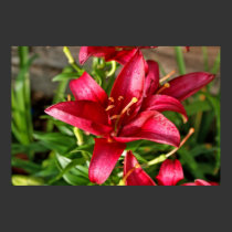 Scarlet Lily Morning Dew Poster posters by dduhaime55 Scarlet Lily Morning Dew Poster posters