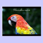 scarlet macaw border postcards