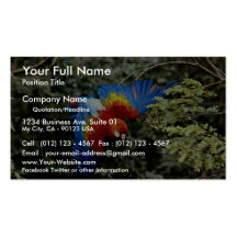Scarlet macaw business card templates