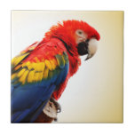 Scarlet Macaw Ceramic Tiles