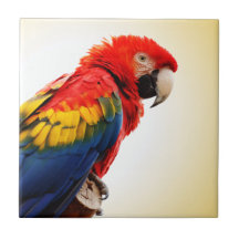 Scarlet Macaw Ceramic Tiles