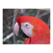 Scarlet Macaw - Close Up posters