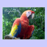 scarlet macaw copán postcards