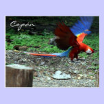 scarlet macaw fly postcards