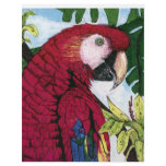 Scarlet Macaw Full Color Flyer