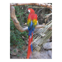 Scarlet Macaw - From the Back posters