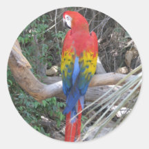 Scarlet Macaw - From the Back Stickers