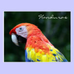 scarlet macaw honduras postcards