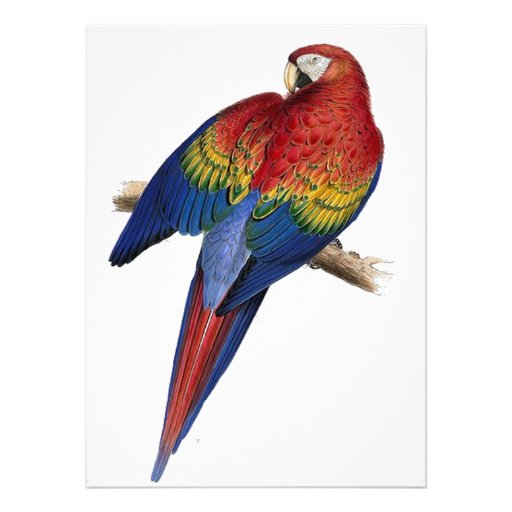 Scarlet Macaw Illustration Personalized Invitation