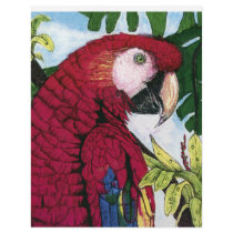 Scarlet Macaw letterhead