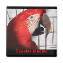 Scarlet Macaw magnets by SweetRascal Scarlet Macaw magnets