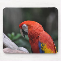 Scarlet Macaw - mousepad by Horseshoes3 Scarlet Macaw - mousepad