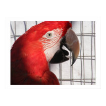 Scarlet Macaw Parrot posters