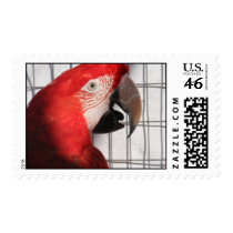 Scarlet Macaw postage by SweetRascal Scarlet Macaw postage