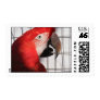 Scarlet Macaw