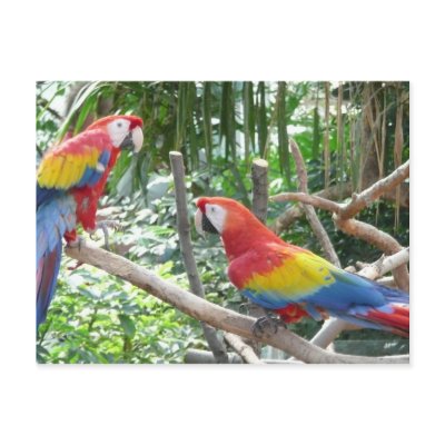 Scarlet Macaw Postcards by bkang22
