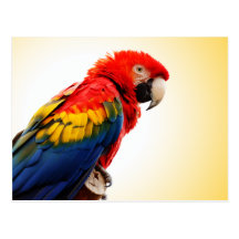 Scarlet Macaw Postcard