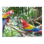 Scarlet Macaw Postcards
