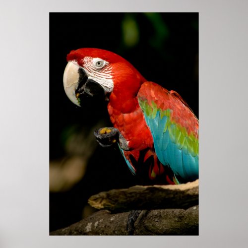 Scarlet Macaw print