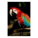 Scarlet Macaw posters by QuiznoCat Scarlet Macaw posters