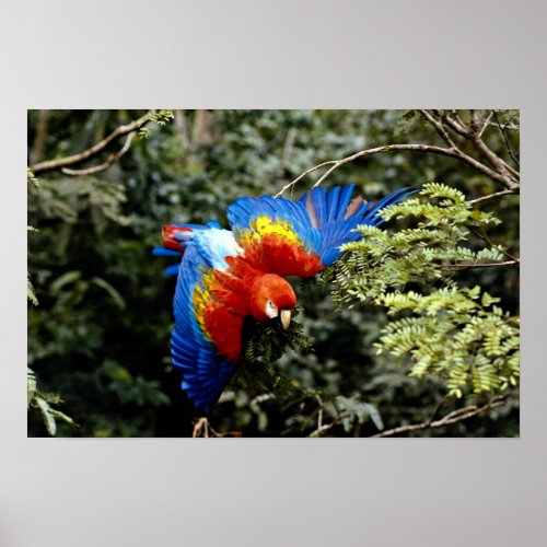 Scarlet macaw print