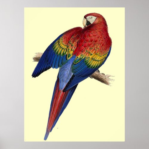 Scarlet Macaw print