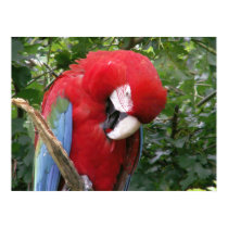 Scarlet Macaw Poster posters by Shadowchaser Scarlet Macaw Poster posters