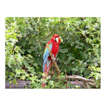 Scarlet Macaw posters by Shadowchaser Scarlet Macaw posters