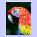 scarlet macaw pretty postcards