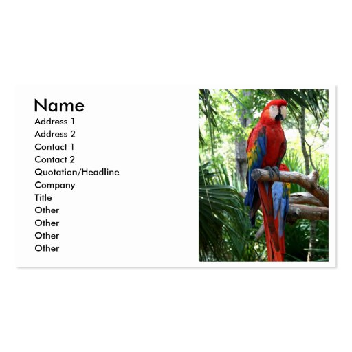 Scarlet macaw, red macaw photograp design business card templates (front side)