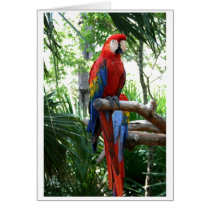 Scarlet macaw, red macaw photograp design greeting card