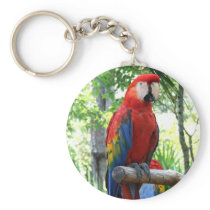 Scarlet macaw, red macaw photograp design keychains