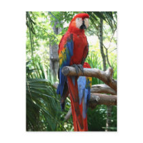Scarlet macaw, red macaw photograp design post cards