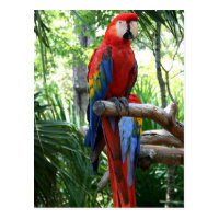 Scarlet macaw, red macaw photograp design post cards