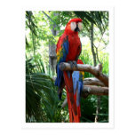Scarlet macaw, red macaw photograp design postcard