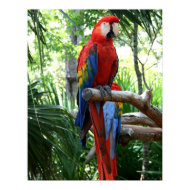 Scarlet macaw, red macaw photograp design print