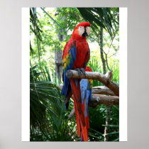 Scarlet macaw, red macaw photograp design posters
