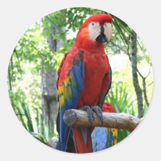 Scarlet macaw, red macaw photograp design round sticker