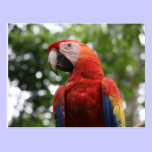 scarlet macaw rojo postcards